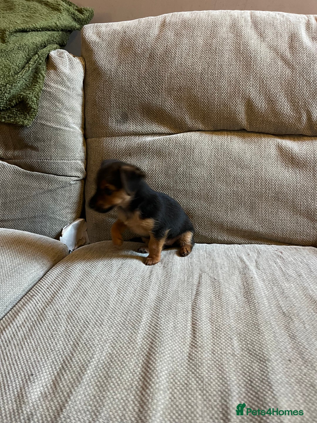 Jack Russell dogs for sale: Jack Russell puppies for sale - Advert 36