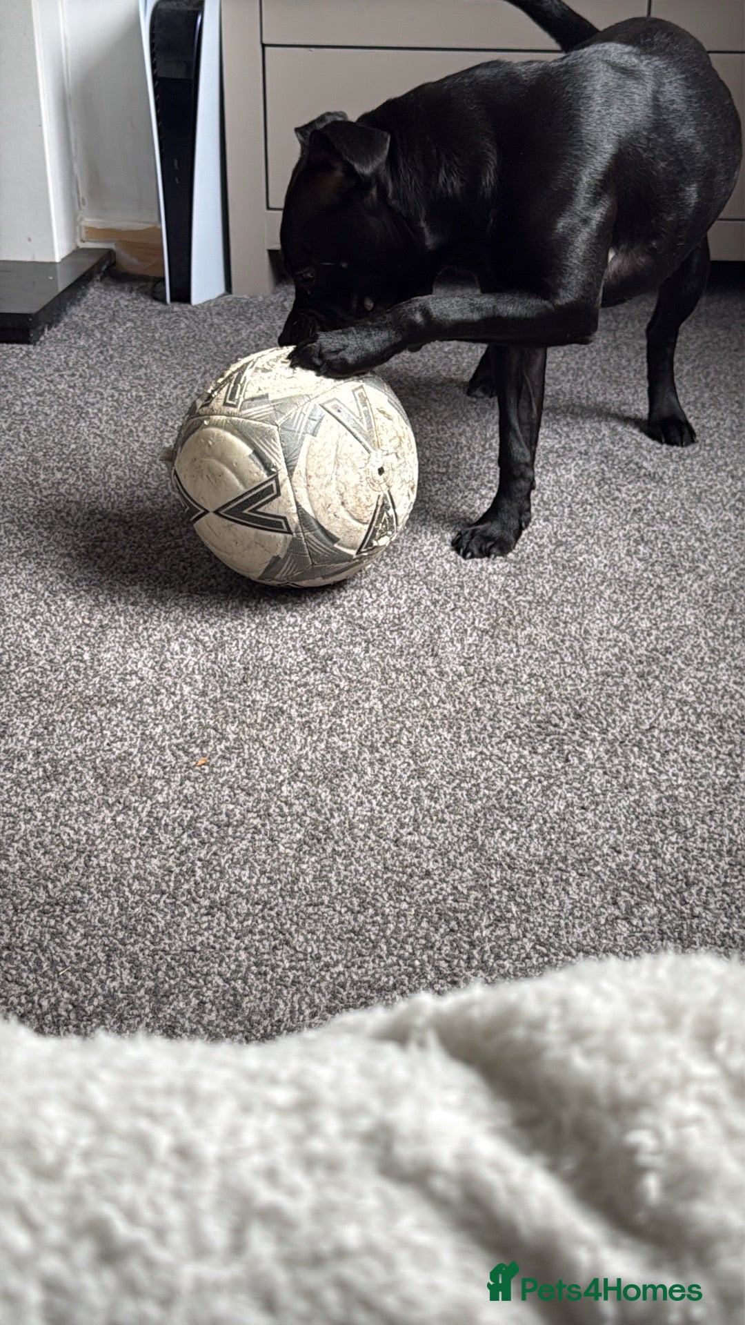 Staffordshire Bull Terrier dogs 7 month old staffy - Advert 1