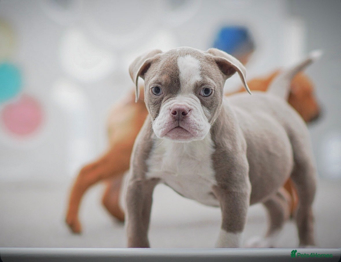 Olde English Bulldogge dogs 5⭐️COUNCIL APPROVED,LICENSED, 23 YEARS EXPERIENCE. - Advert 4