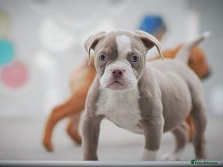 Olde English Bulldogge dogs 5⭐️COUNCIL APPROVED,LICENSED, 23 YEARS EXPERIENCE. - Advert 4