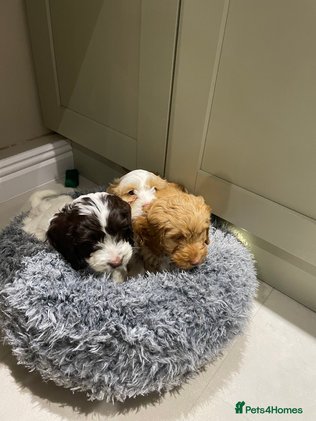 Cockapoo dogs for sale: Chunky Cockapoo Puppies - Image 4