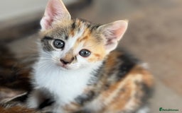 Mixed Breed cats for sale: Beautiful mix of Tortie and Calico  - Image 2
