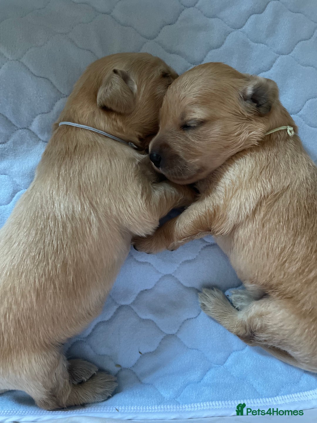 Golden Retriever dogs for sale: Golden Retriever Puppies – Family Raised - Image 21