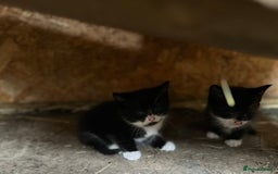 Ragdoll cats for sale: RagDoll X Kittens - Image 1