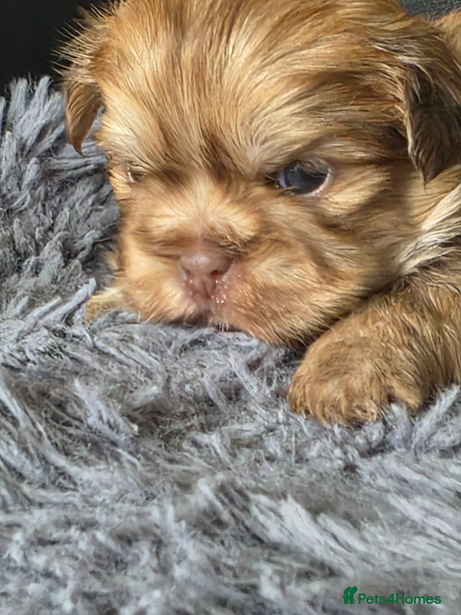 Shih Tzu dogs Stunning KC Reg imperial shih tzu Female available - Advert 1