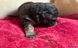 German Shepherd dogs for sale: Stunning long  German Shepherd puppies gsd pups  - Image 12