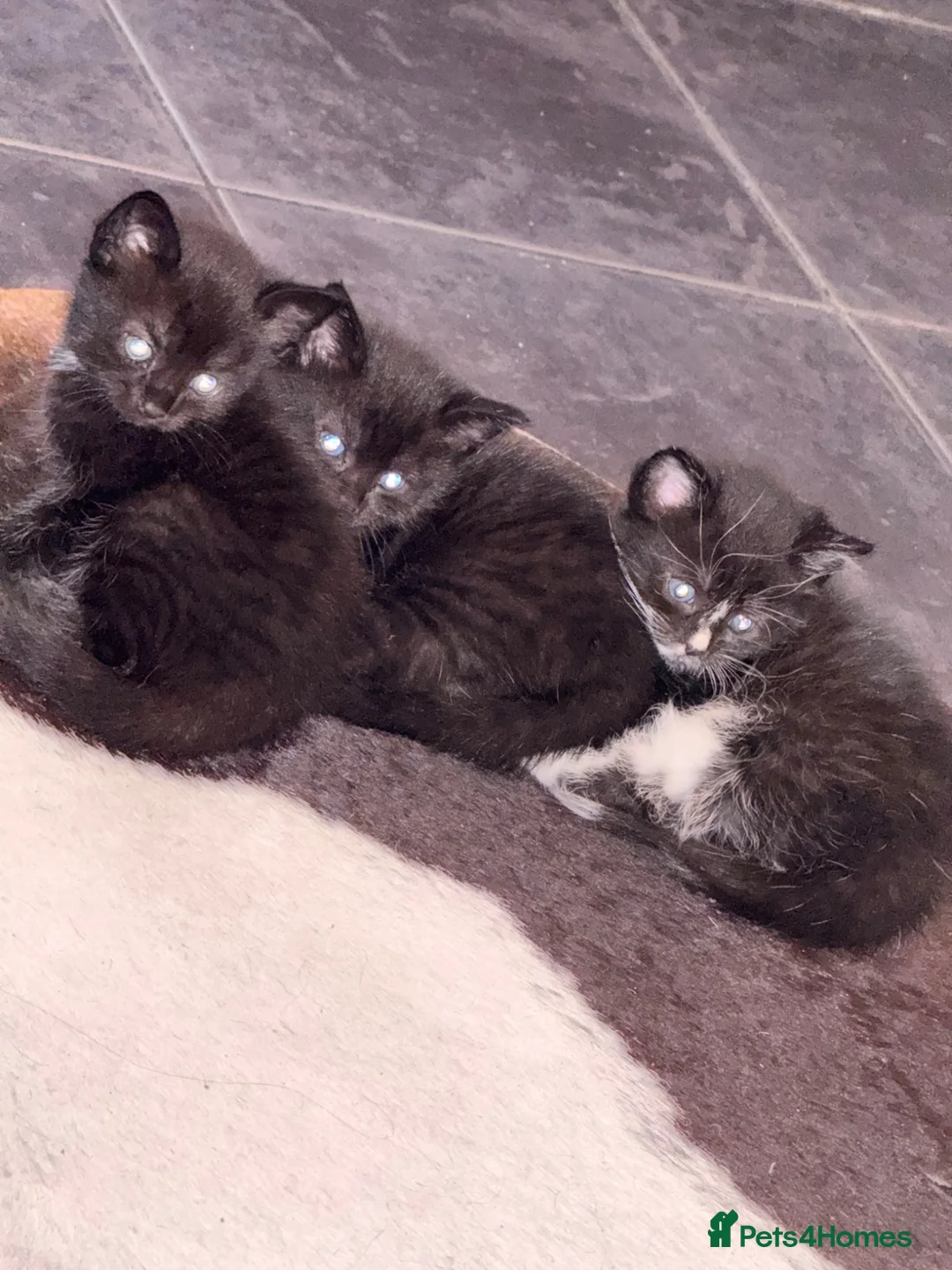Mixed Breed cats for sale: Kitten for sale  - Advert 2