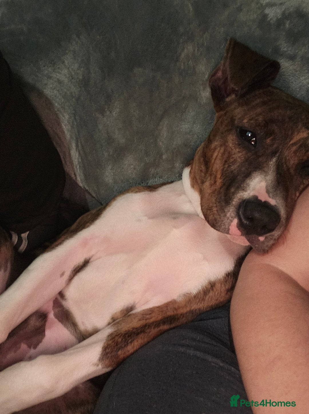 Mixed Breed dogs for sale: 18 month mixed male dog - Image 3