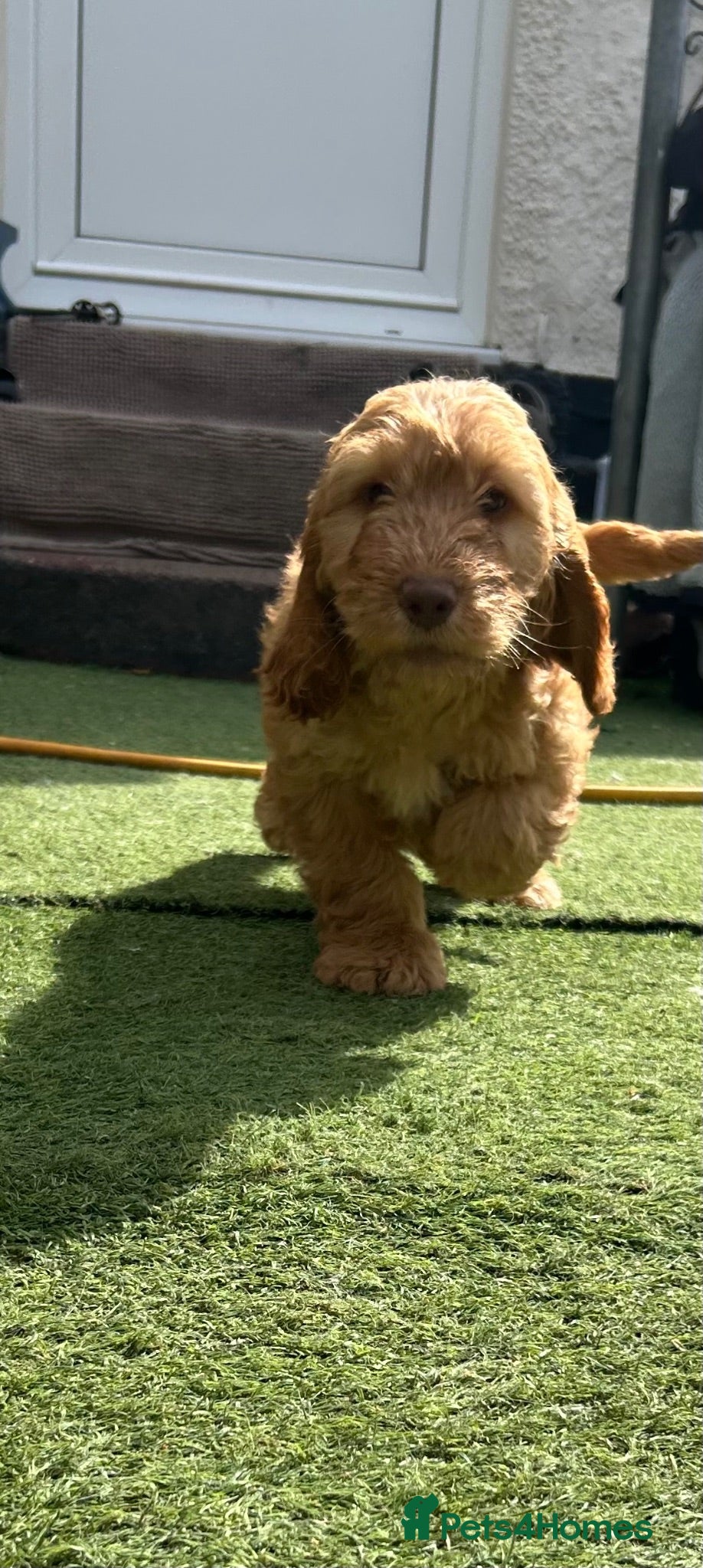 Cockapoo dogs Gorgeous Cockapoo Boys  - Advert 1