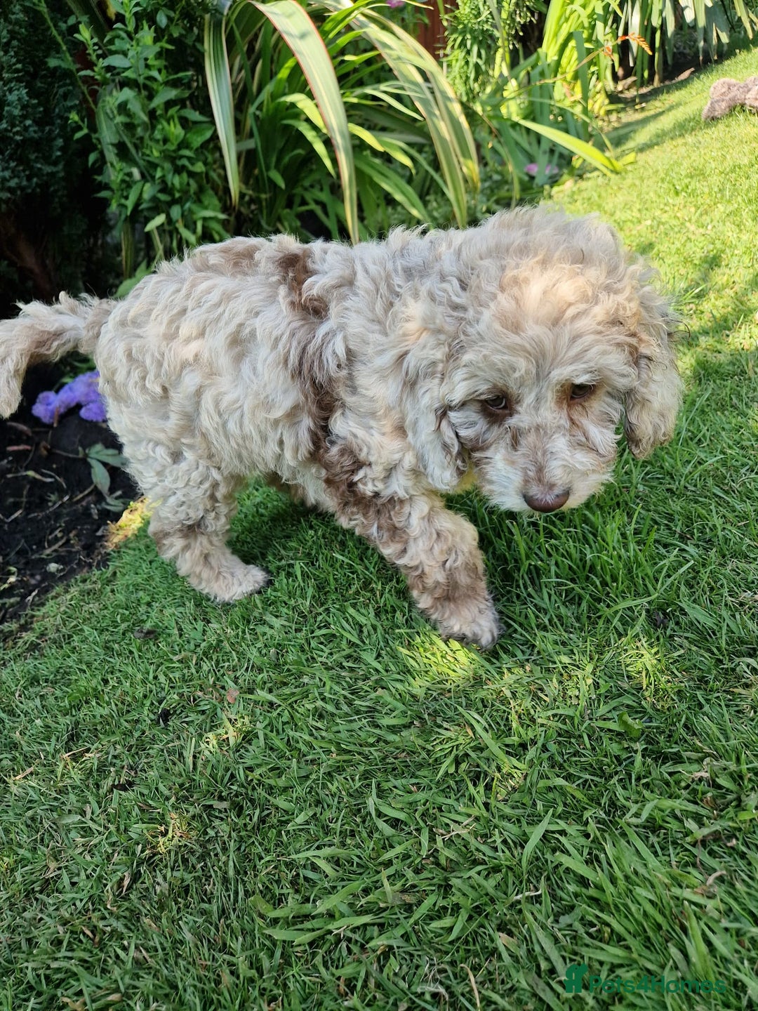 Cockapoo dogs for sale: Cockerpoo 1 boy (brown) and 1 girl (Merle)  - Image 4