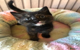Mixed Breed cats for sale: Tabby boy  - Image 8