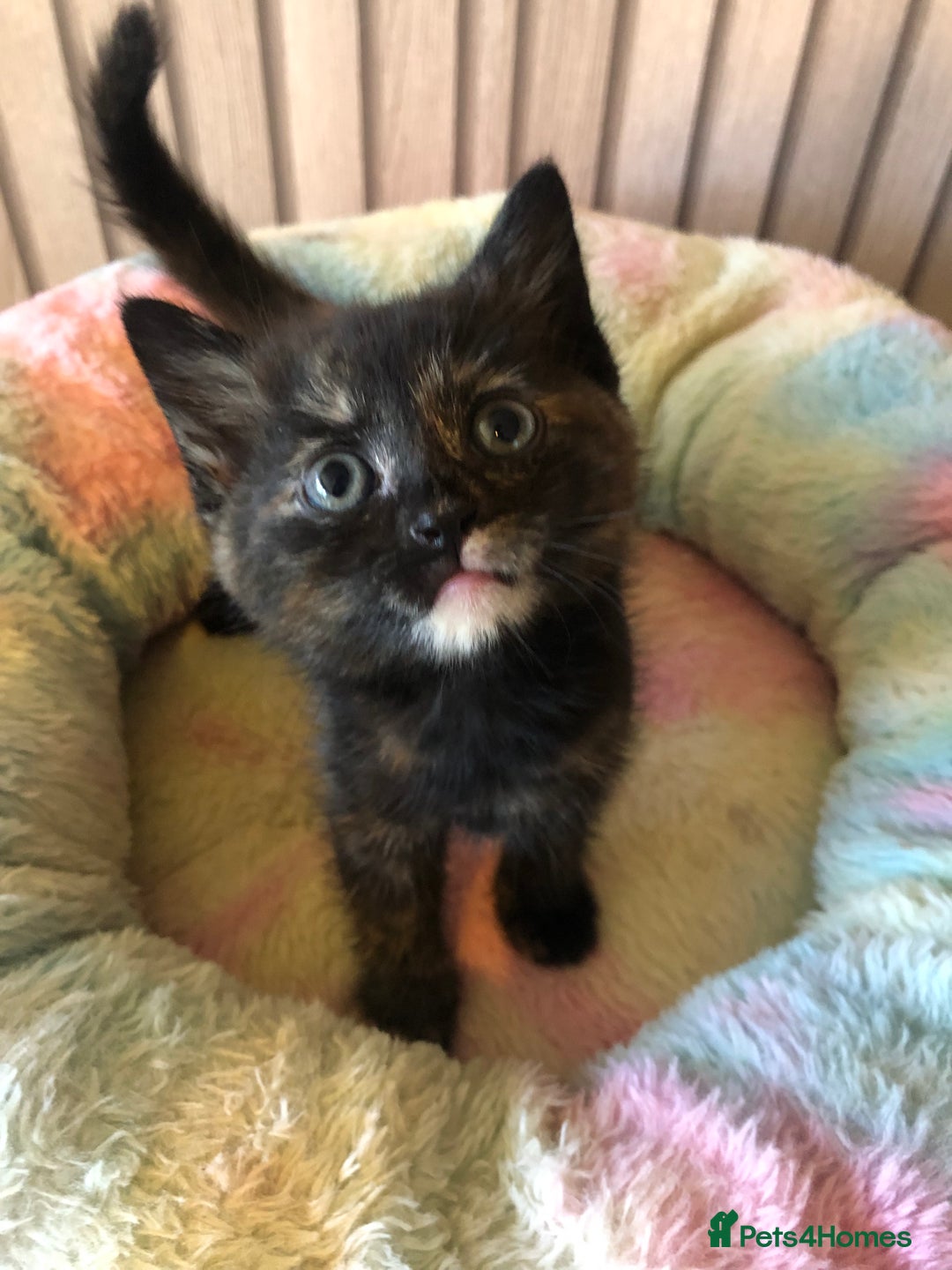 Mixed Breed cats for sale: Tabby boy  - Image 8