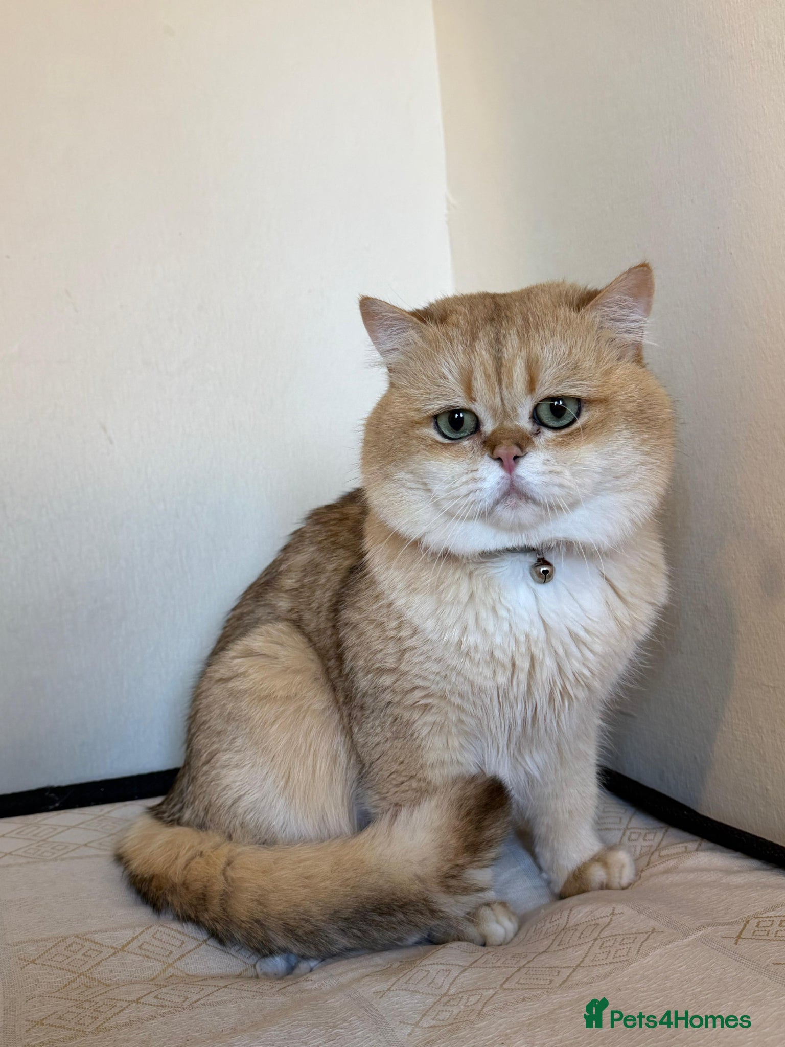 British Shorthair cats British golden cat - Advert 17