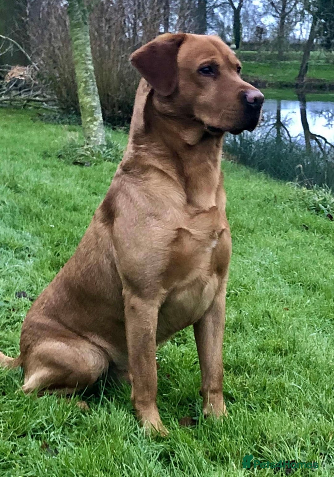 Labrador Retriever dogs for sale: Stunning  KC registered Labrador puppies - Image 2