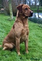 Labrador Retriever dogs - Advert 2