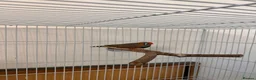 Finches birds for sale: 2 Male Finches for sale  - Advert 3