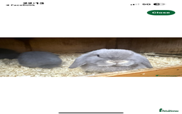 Mini Lop rabbits for sale: Stunning pure mini lop baby rabbits  - Image 10