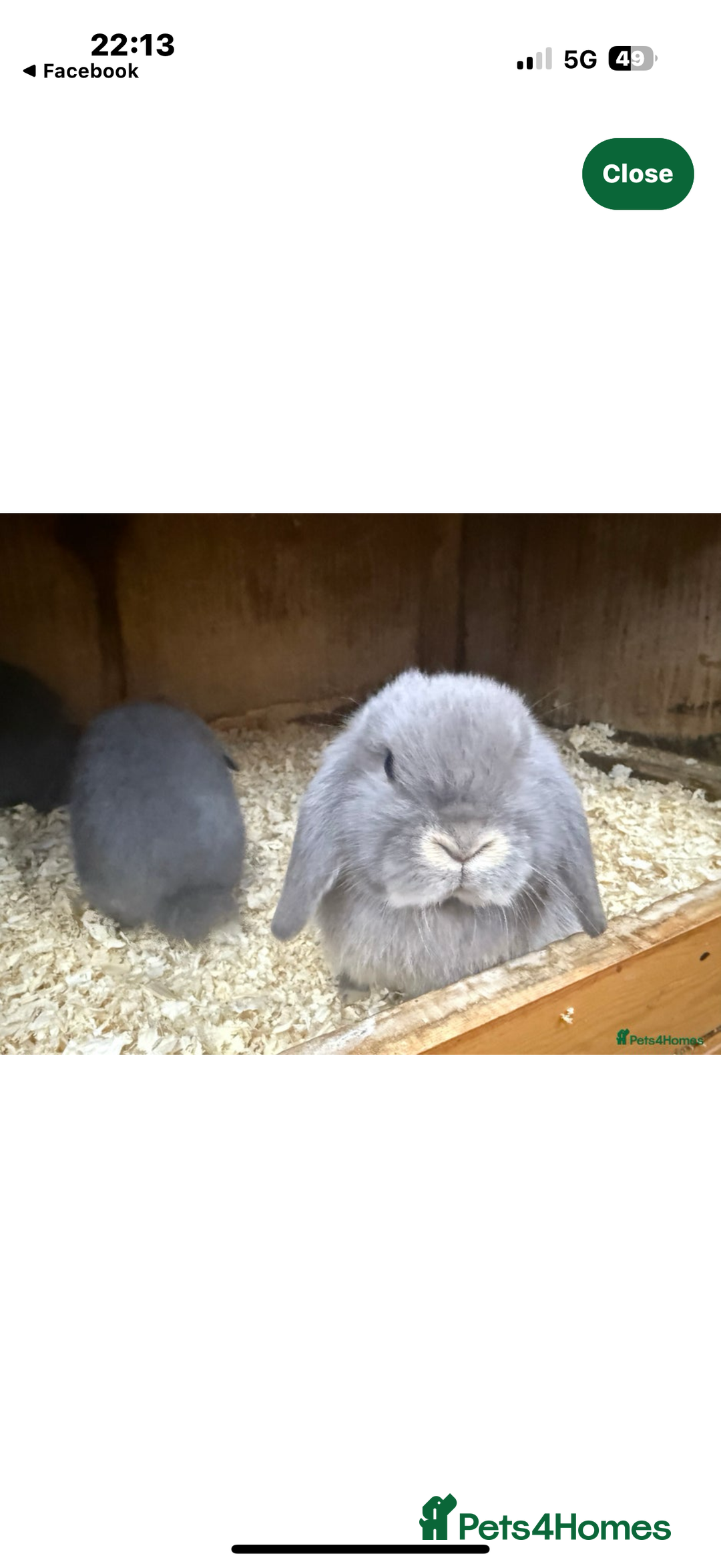 Mini Lop rabbits for sale: Stunning pure mini lop baby rabbits  - Image 10