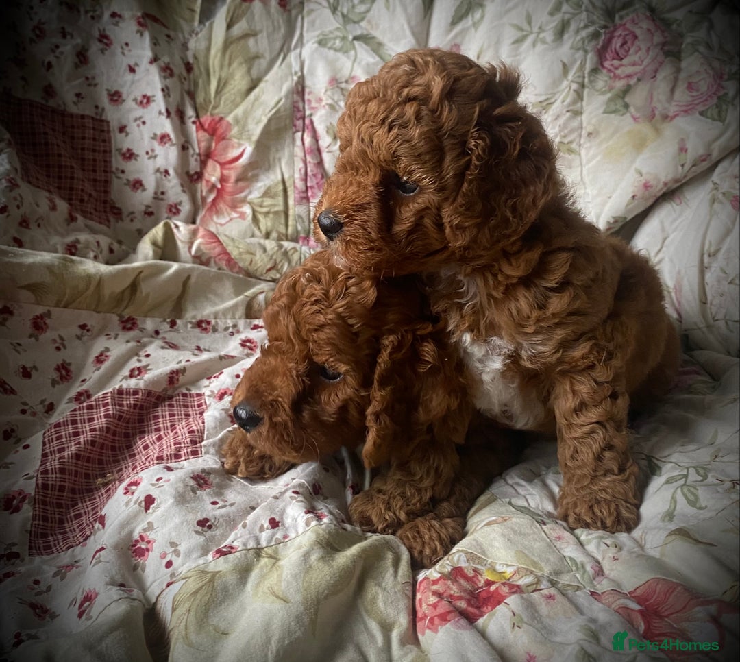 Cockapoo dogs for sale: Fabulous F1b Fox Red Cockapoo Health Cleared - Image 11
