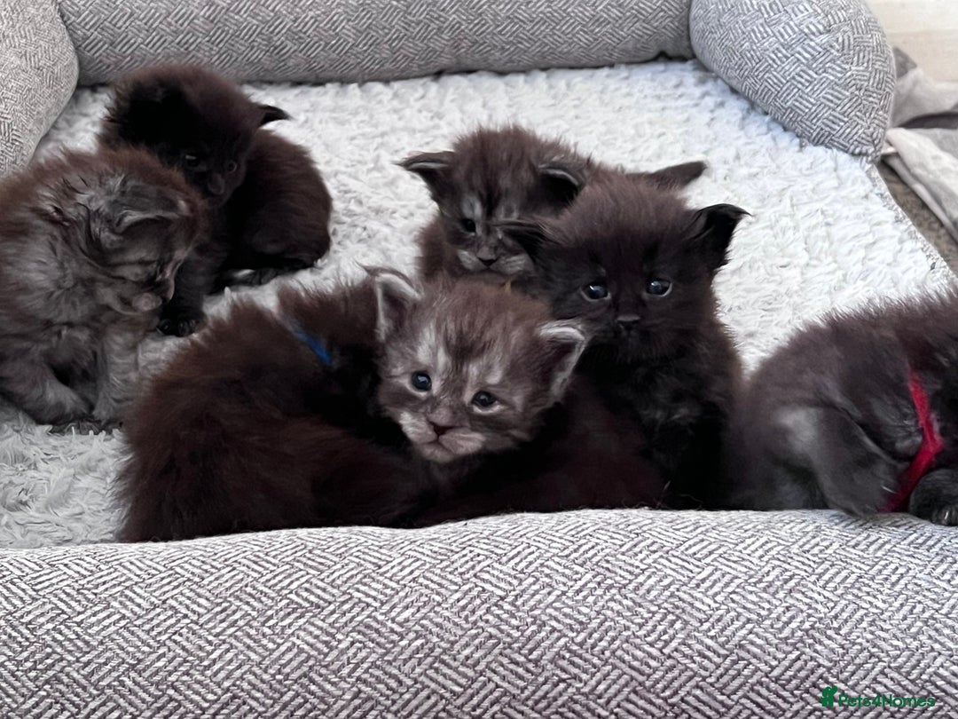Maine Coon cats for sale: Reserve your dream kitten now - Image 11