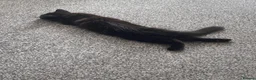 Maine Coon cats for sale: 5 month old female maine coon  - Advert 5