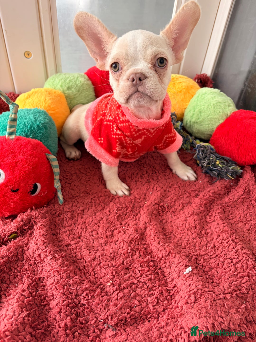 French Bulldog dogs for sale: Platinum French Bulldog Puppies – Ready  - Advert 4