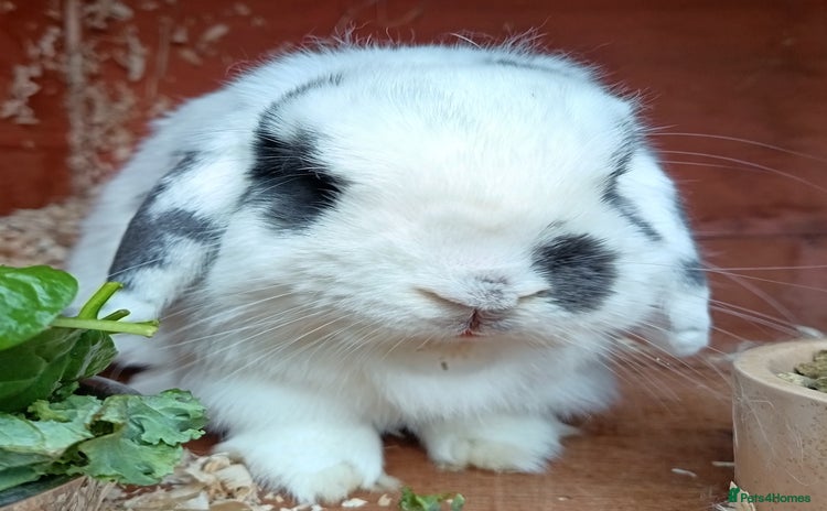 Mini Lop rabbits - Advert 4