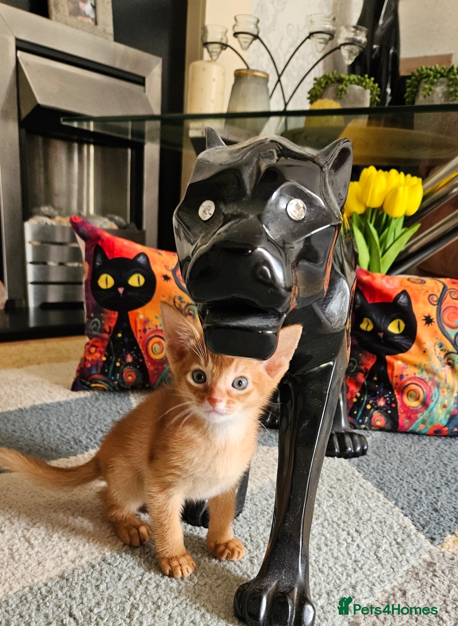 Abyssinian cats Abyssinian Kittens - Advert 2