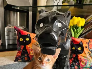 Abyssinian cats Abyssinian Kittens - Advert 2