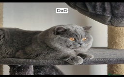 British Shorthair cats for sale: Tica Registered Blue British Shorthair kittens - Image 31
