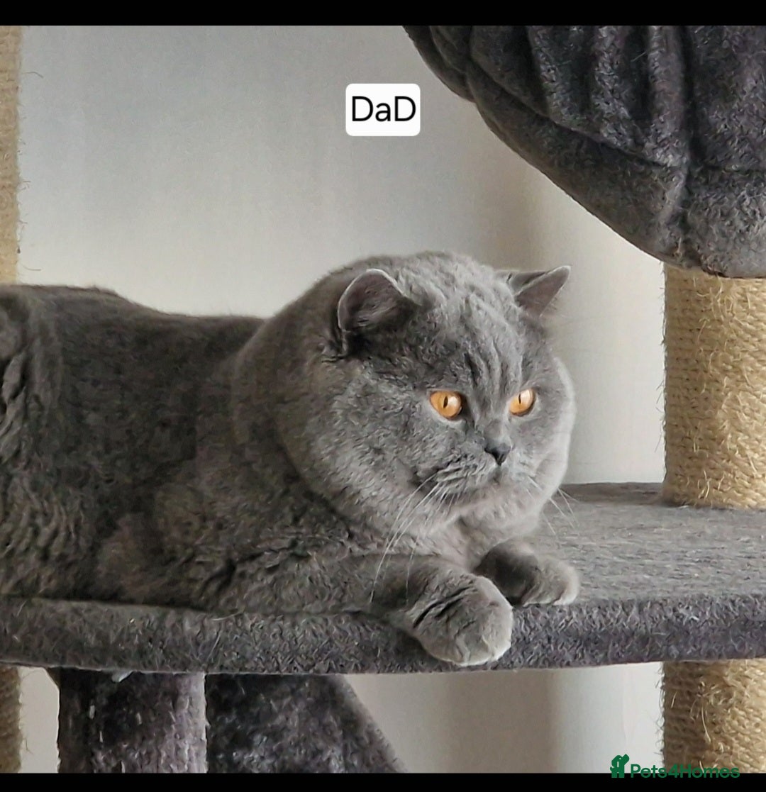 British Shorthair cats for sale: Tica Registered Blue British Shorthair kittens - Image 31