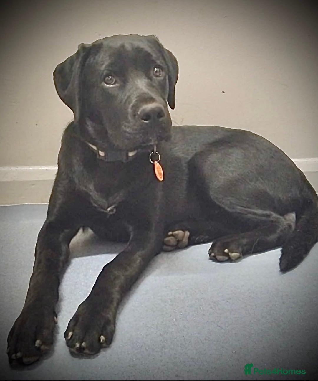 Mixed Breed dogs for sale: Spayed 9 month old duke - Advert 1