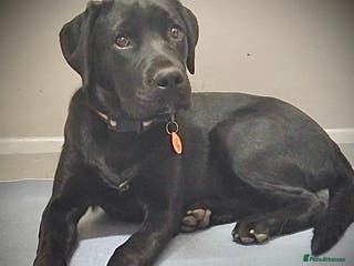 Mixed Breed dogs Spayed 9 month old duke - Advert 1