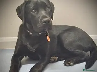 Mixed Breed dogs Spayed 9 month old duke - Advert 6