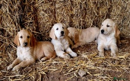 Golden Retriever dogs for sale: Beautiful Golden & Cream Retrievers ready nowy  - Image 7