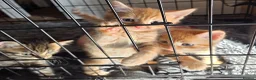 Mixed Breed cats for sale: Gorgeous kittens, mixed breed, boys and girls  - Advert 6