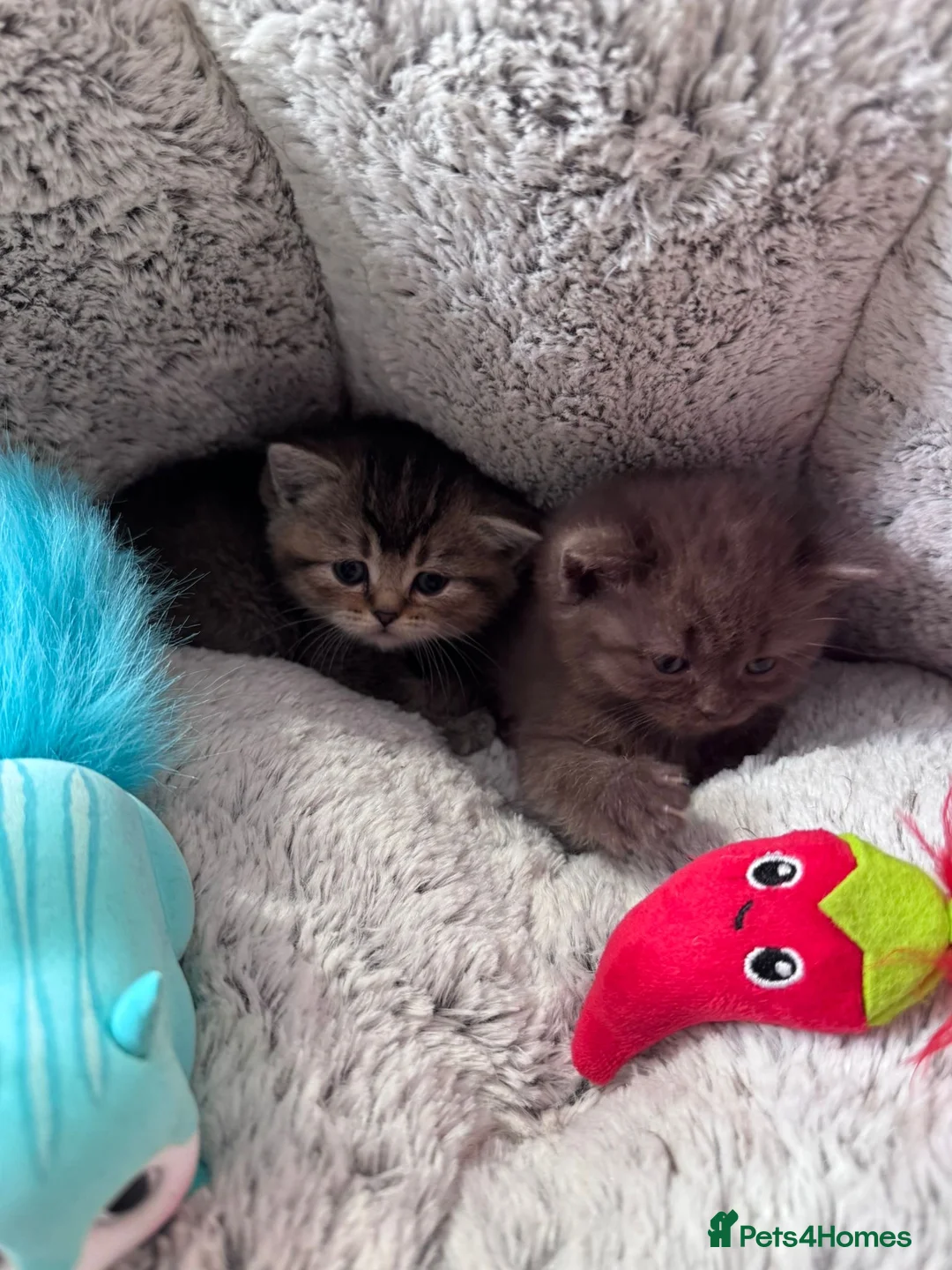 Scottish Fold cats for sale: Scottish fold kittens  - Advert 2