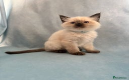 Ragdoll cats for sale: Sapphire's Ragdolls - Image 38