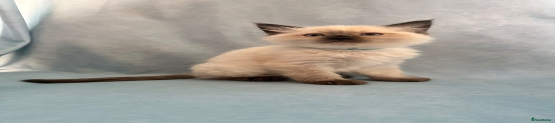 Ragdoll Kitten 2 Blue (Colt)