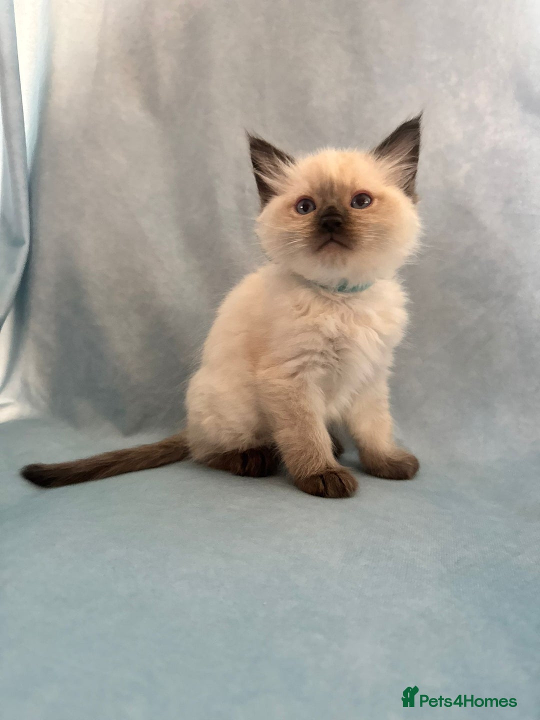 Ragdoll cats for sale: Sapphire's Ragdolls - Image 38
