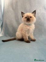 Ragdoll cats - Advert 3