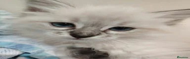 Siberian 1