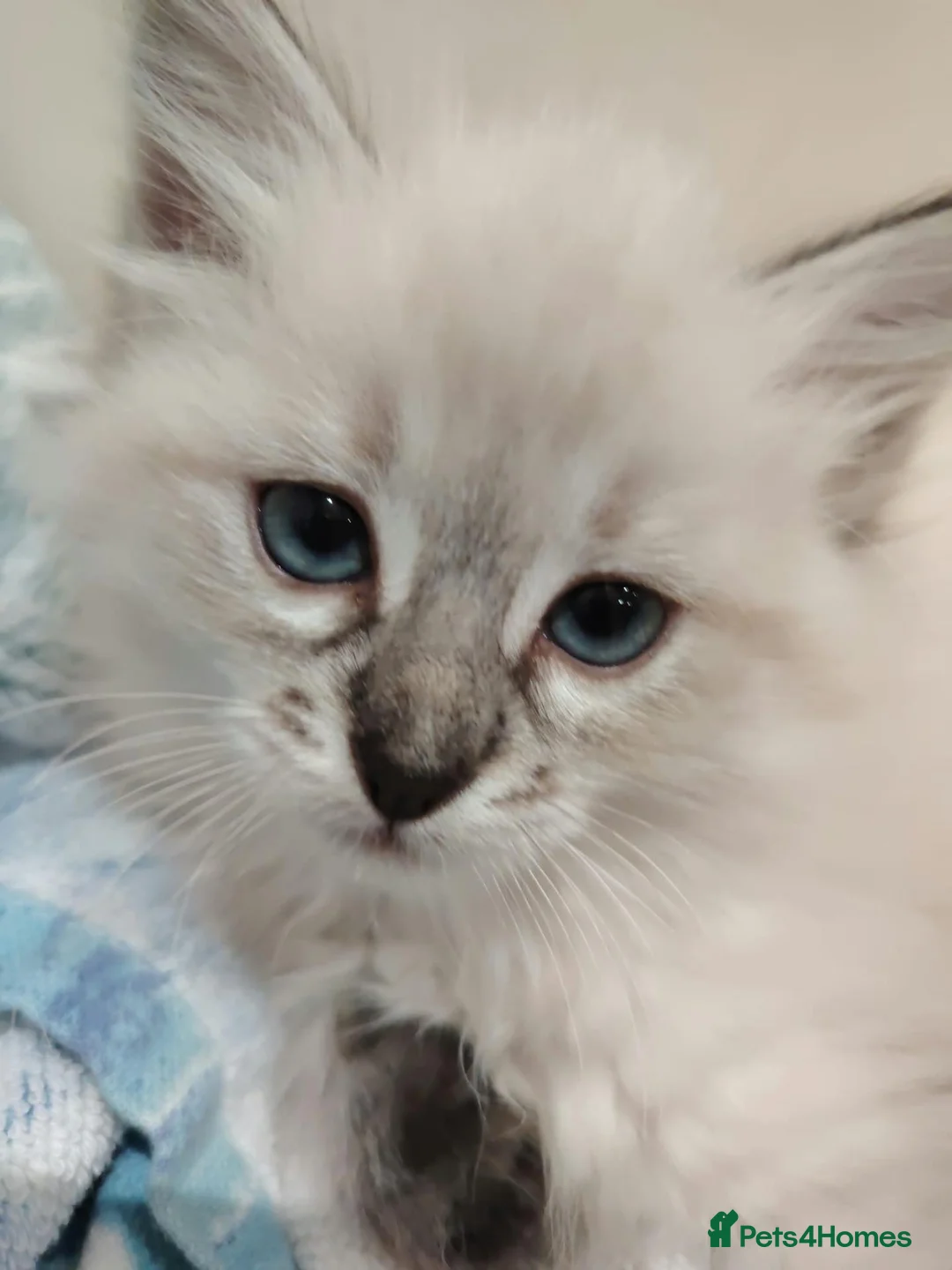 Siberian cats for sale: Sibirian Neva Masquerade kittens  - Advert 2
