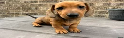 Miniature Dachshund dogs for sale: Miniature short-haired Dachshund - Advert 18
