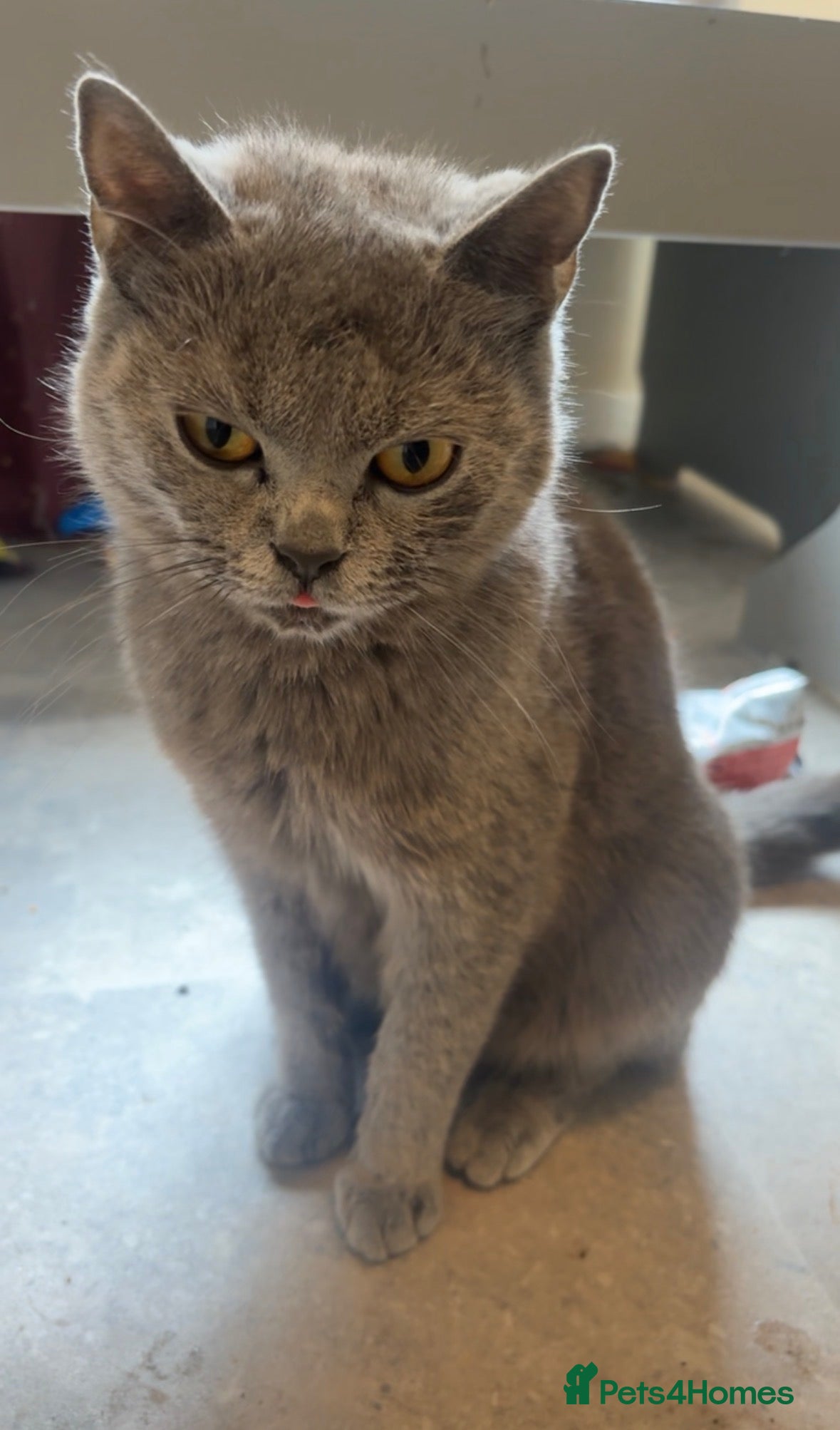 Mixed Breed cats BSH X kittens for sale  - Advert 1