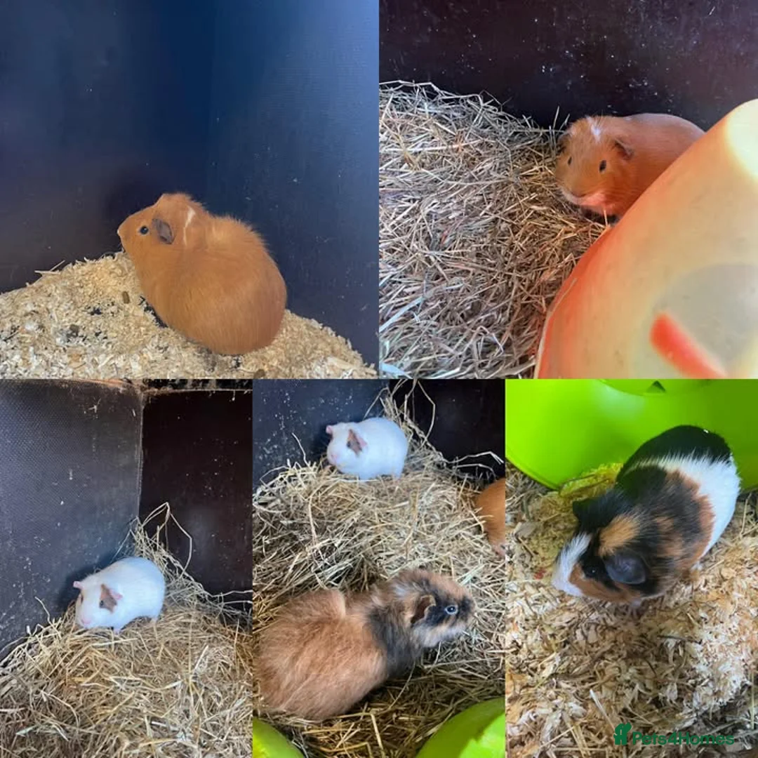 Guinea Pig rodents for sale: Guinea Pigs and other rodents available - Advert 1