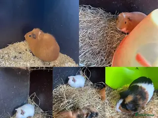 Guinea Pig rodents Guinea Pigs and other rodents available - Advert 1