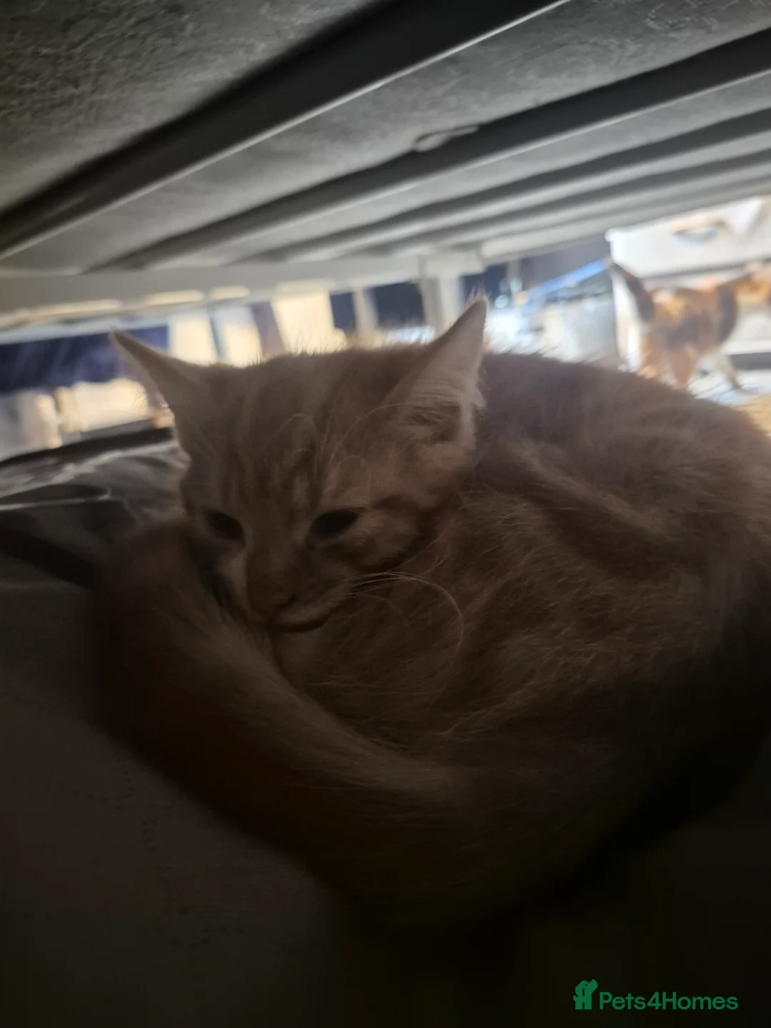 Mixed Breed cats for sale: 6 kittens  - Advert 9