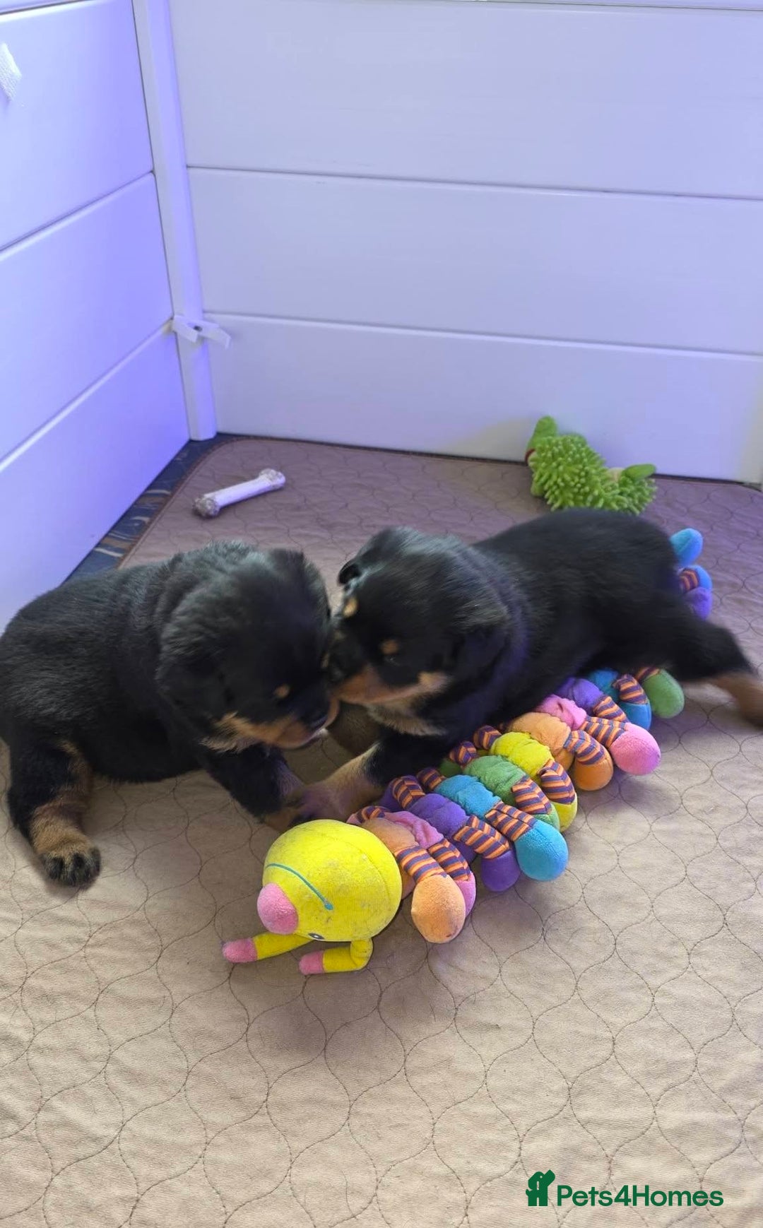 Rottweiler dogs for sale: outstanding Rottweiler pups excellent bloodlines. - Advert 18