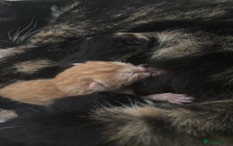 Mixed Breed cats for sale: 5 beautiful kittens  - Image 4